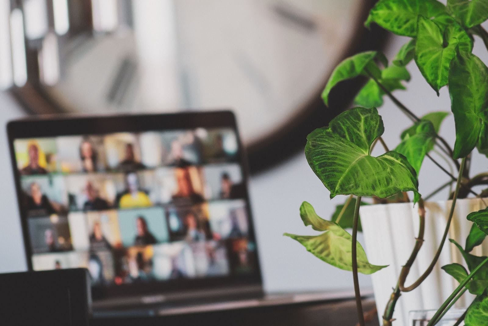Foto de una planta y una computadora en una llamada grupal